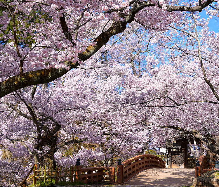 桜と高遠